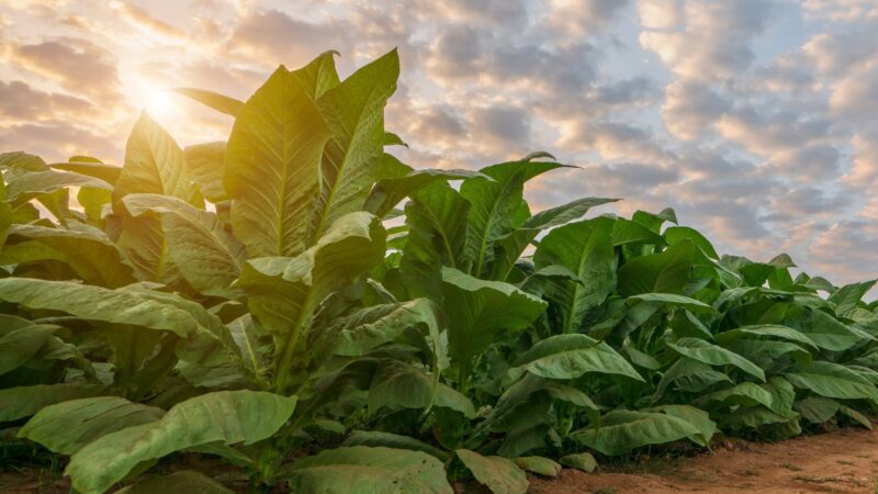 Descubra o futuro do bem-estar: alternativas inovadoras sem tabaco para uma vida saudável